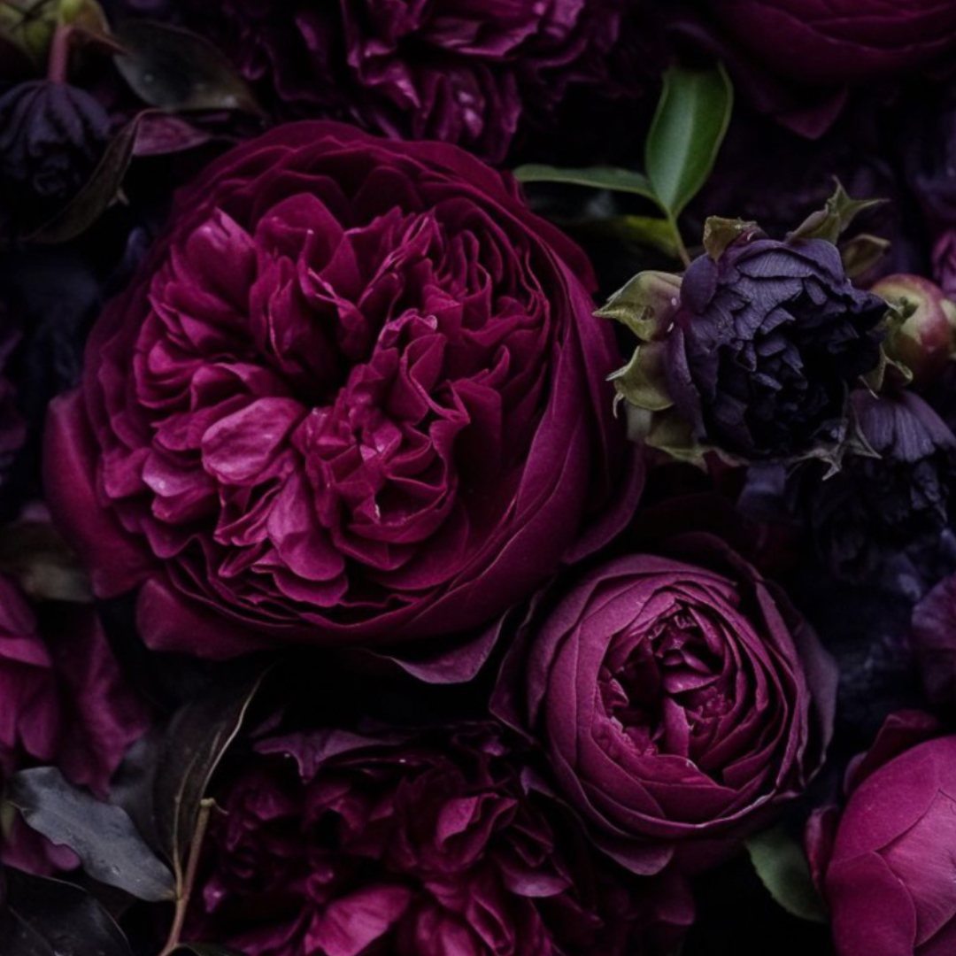 Close-up of dark purple flowers with green leaves for the dark florals and musks category.