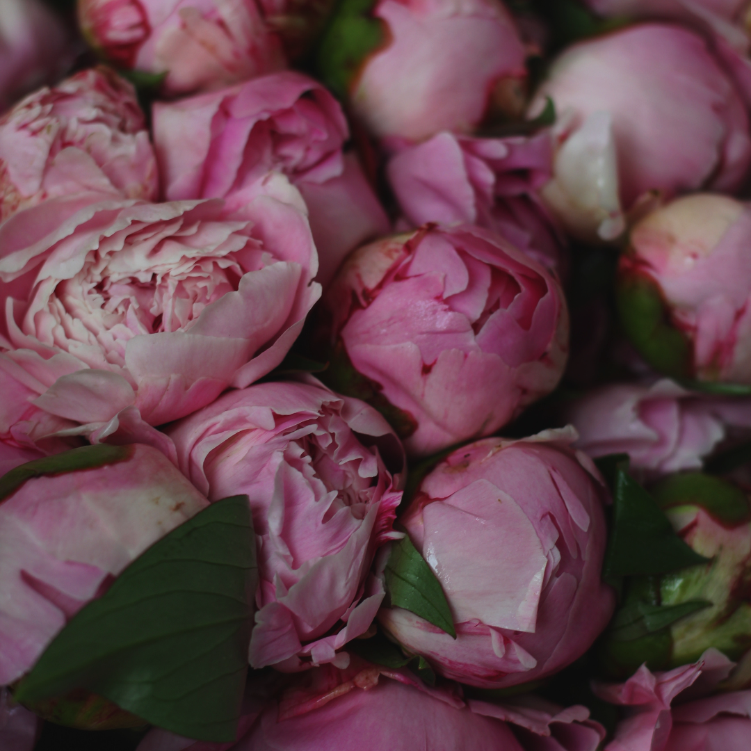 Close up image of blooming pink peony flowers and green stems for the soft florals fragrance category.