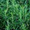 ROSEMARY