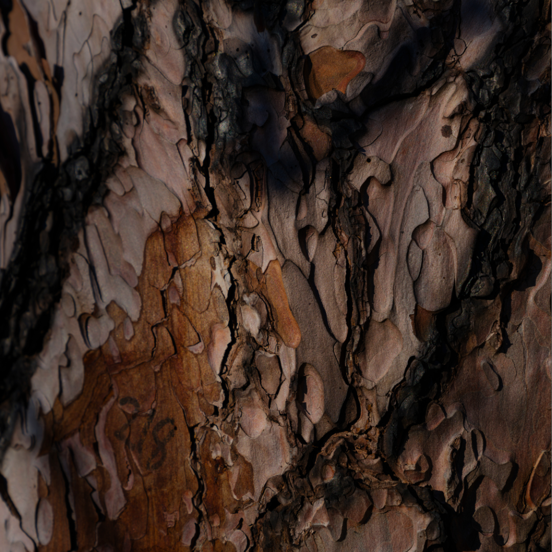 A close-up texture of peeling bark with layered shades of brown, tan, black, and gray of the woods & resins fragrance category.