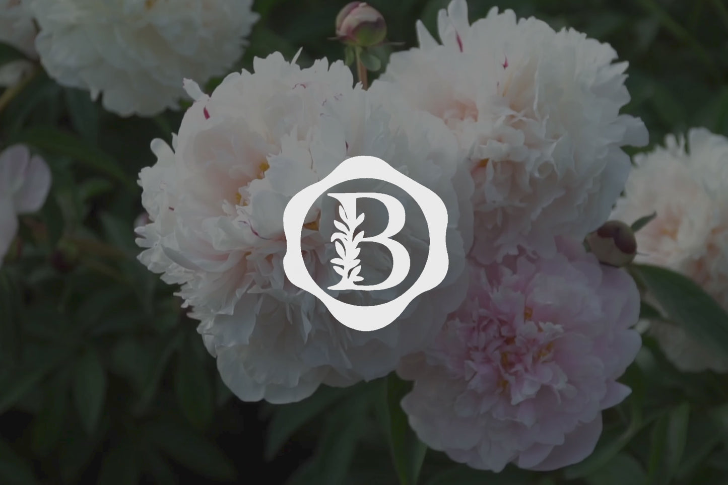 Close-up video of blooming white peonies with the Bathe Pretty wax seal logo fading into view.
